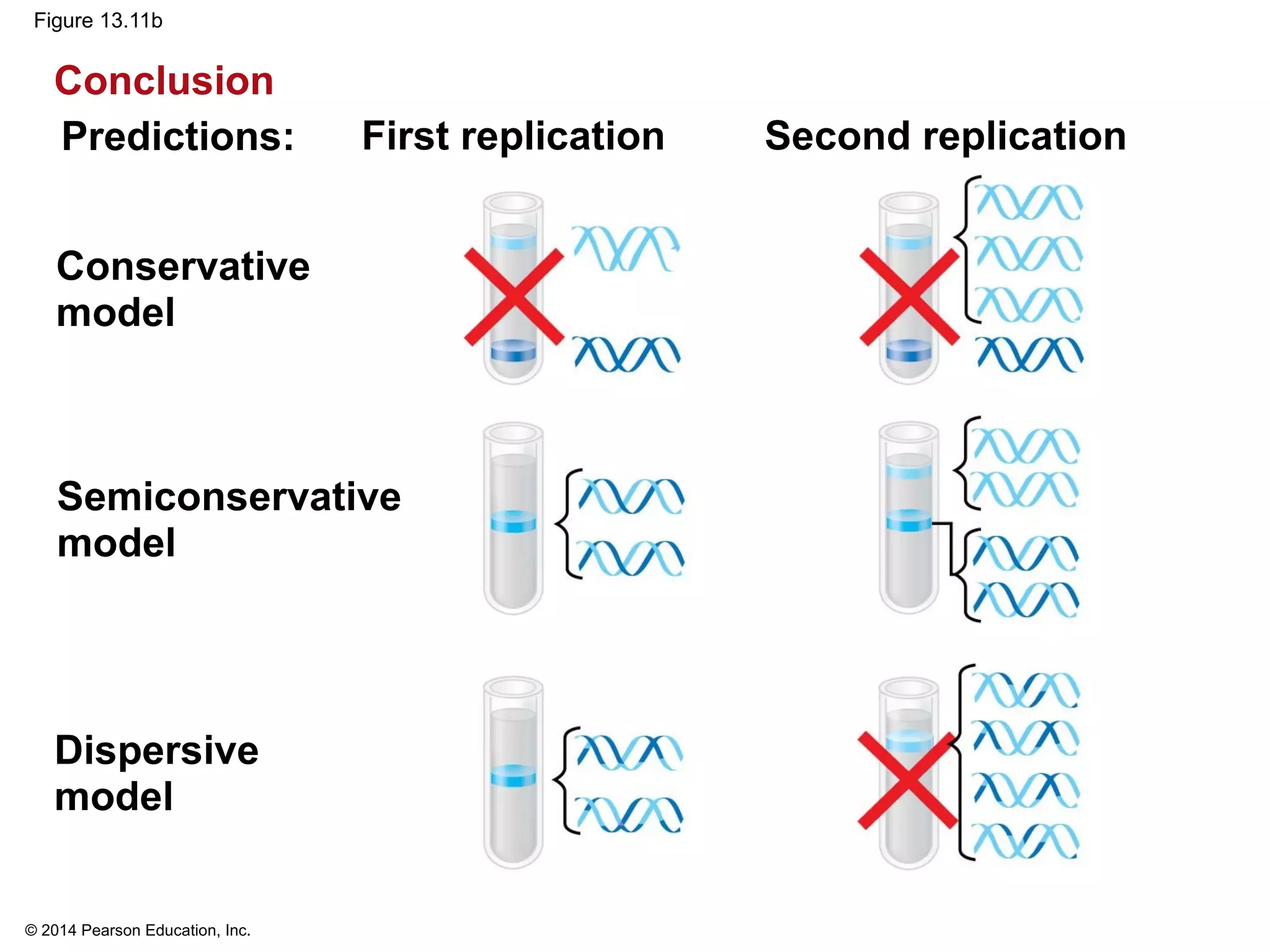 © 2014 Pearson Education, Inc.
Figure 13.11b
Conservative
model
Semiconservative
model
Dispersive
model
Predictions: First replication Second replication
Conclusion
 