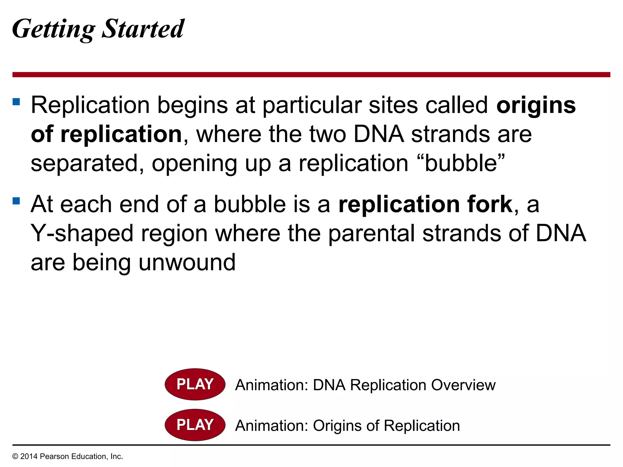 © 2014 Pearson Education, Inc.
Getting Started
 Replication begins at particular sites called origins
of replication, where the two DNA strands are
separated, opening up a replication “bubble”
 At each end of a bubble is a replication fork, a
Y-shaped region where the parental strands of DNA
are being unwound
Animation: DNA Replication Overview
Animation: Origins of Replication
 