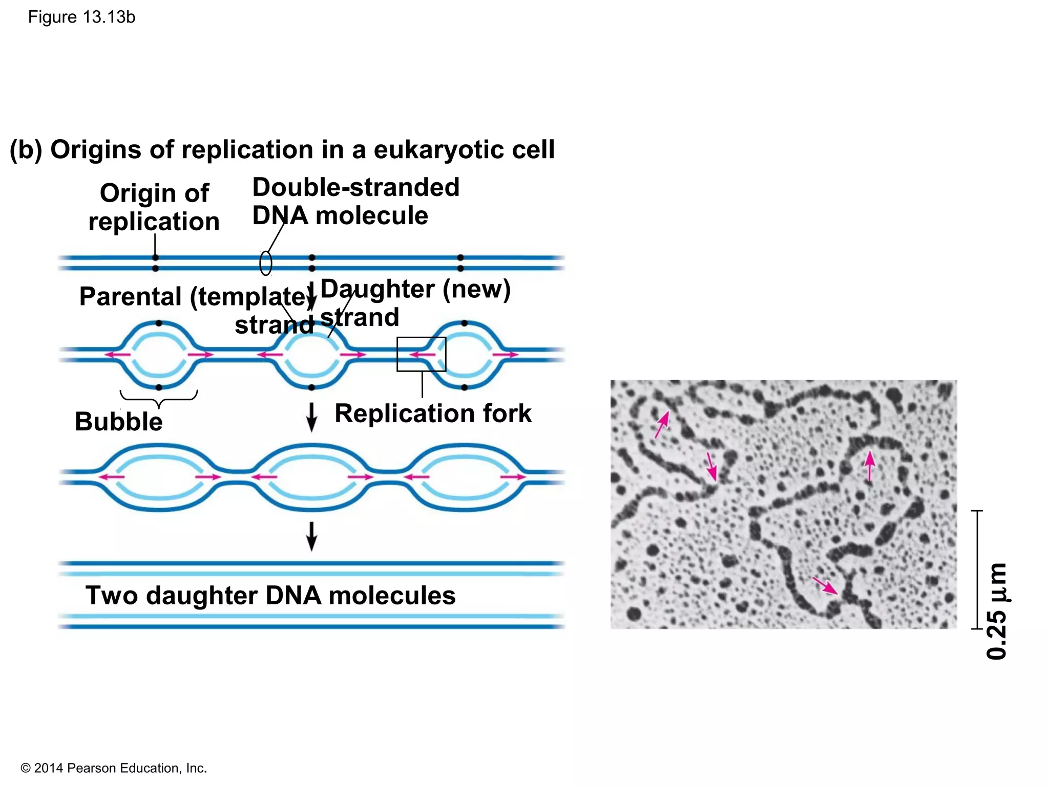 © 2014 Pearson Education, Inc.
Figure 13.13b
Double-stranded
DNA molecule
Two daughter DNA molecules
Bubble Replication fork
Daughter (new)
strand
Parental (template)
strand
Origin of
replication
(b) Origins of replication in a eukaryotic cell
0.25µm
 