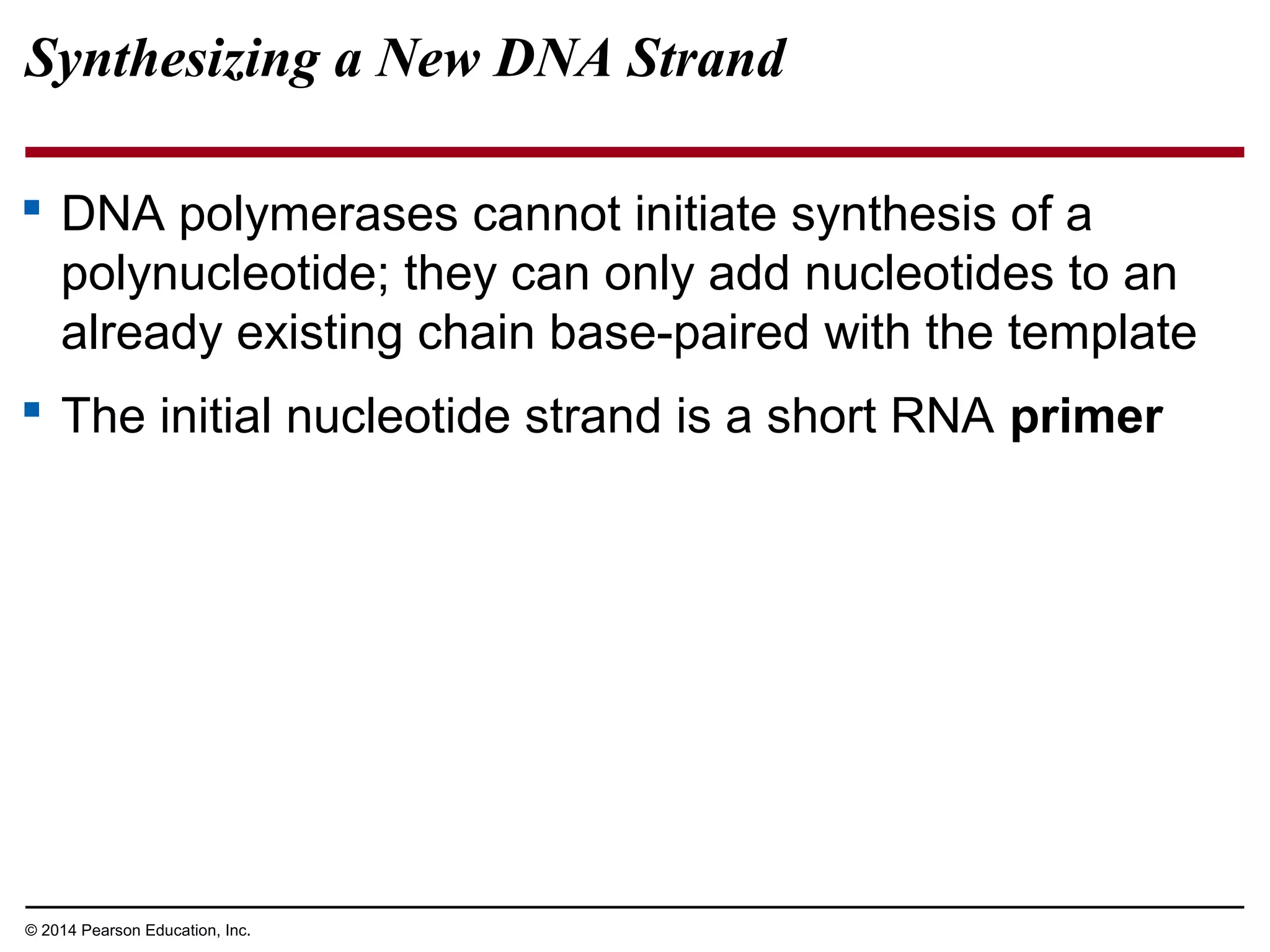 © 2014 Pearson Education, Inc.
 DNA polymerases cannot initiate synthesis of a
polynucleotide; they can only add nucleotides to an
already existing chain base-paired with the template
 The initial nucleotide strand is a short RNA primer
Synthesizing a New DNA Strand
 