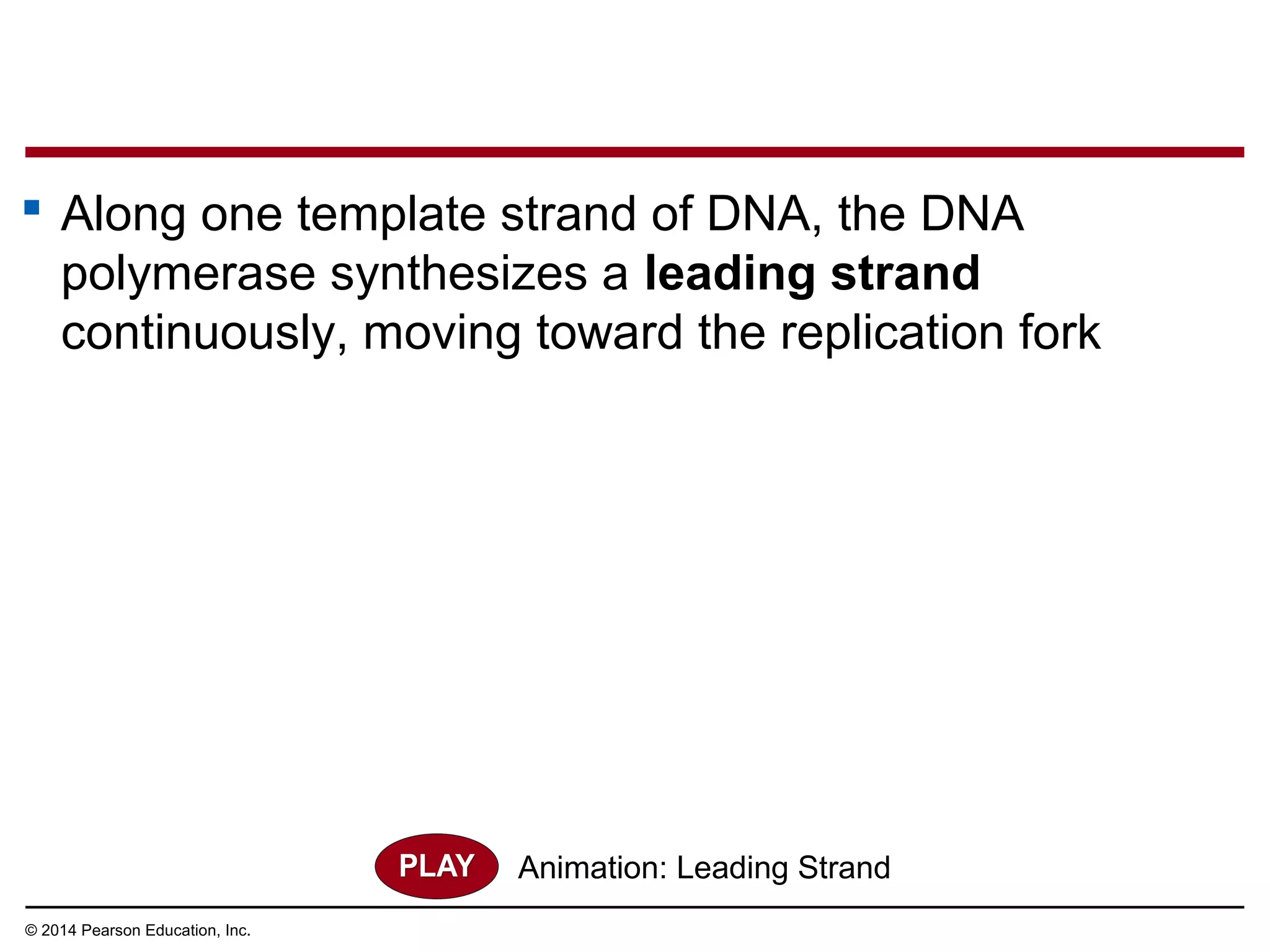 © 2014 Pearson Education, Inc.
 Along one template strand of DNA, the DNA
polymerase synthesizes a leading strand
continuously, moving toward the replication fork
Animation: Leading Strand
 