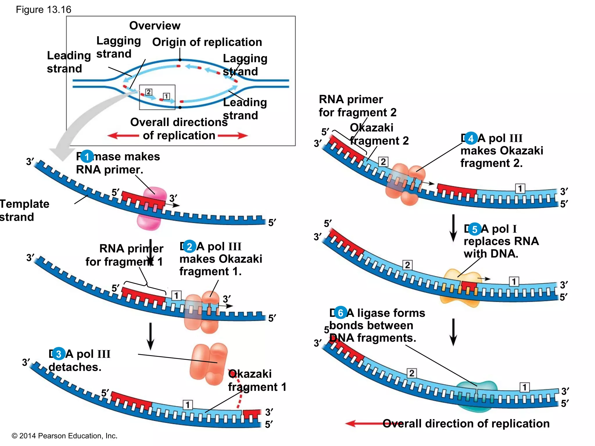 © 2014 Pearson Education, Inc.
Figure 13.16
5′
3′
5′
3′
Origin of replicationLagging
strand Lagging
strand
Overall directions
of replication
Leading
strand
Leading
strand
Overview
Primase makes
RNA primer.
RNA primer
for fragment 1
Template
strand
Okazaki
fragment 1
DNA pol III
makes Okazaki
fragment 1.
DNA pol III
detaches.
5′
3′
5′
3′
5′
3′
5′
3′
RNA primer
for fragment 2
Okazaki
fragment 2 DNA pol III
makes Okazaki
fragment 2.
Overall direction of replication
DNA pol I
replaces RNA
with DNA.
DNA ligase forms
bonds between
DNA fragments.
5′
3′
5′
3′
5′
3′
5′
3′
5′
3′
5′
3′
1
2
3
4
5
6
 