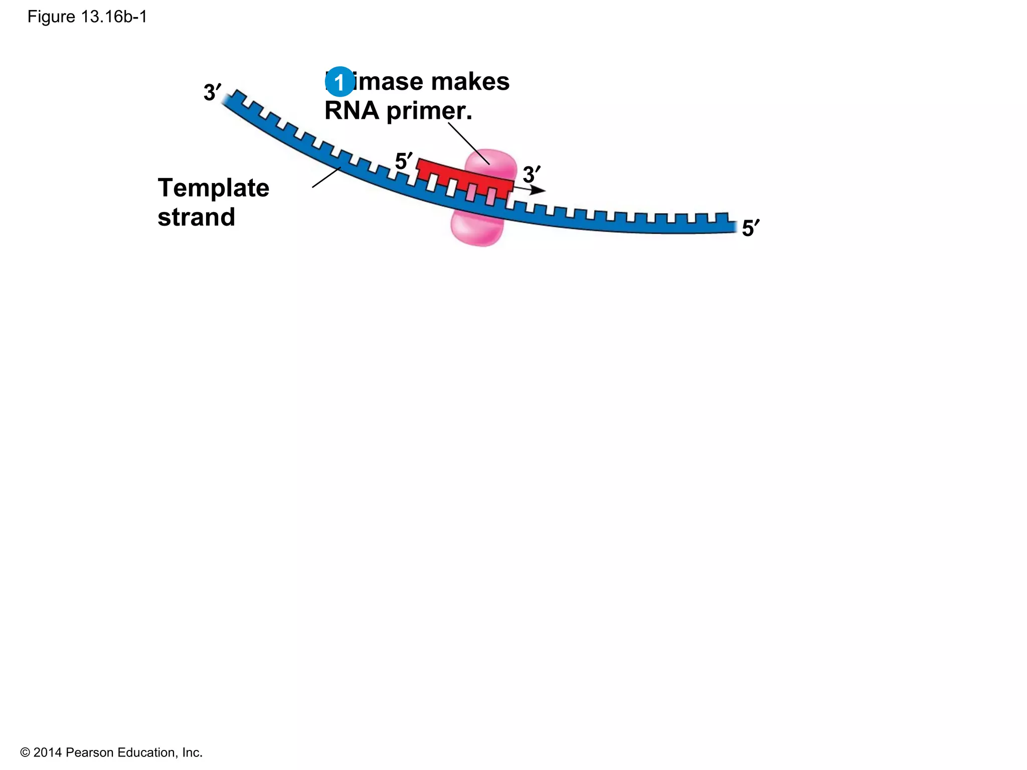 © 2014 Pearson Education, Inc.
Figure 13.16b-1
5′
3′
5′
3′ Primase makes
RNA primer.
Template
strand
1
 