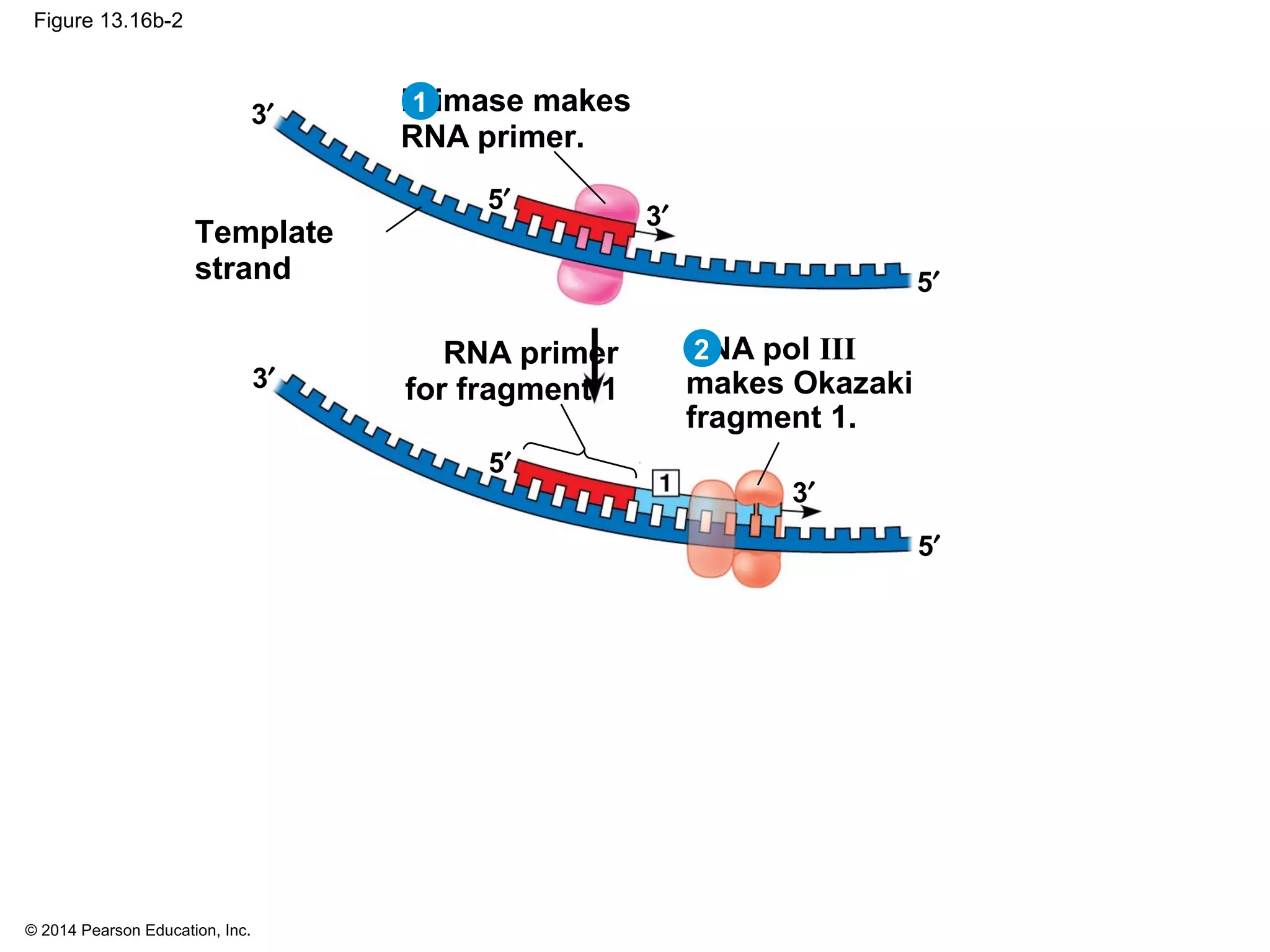 © 2014 Pearson Education, Inc.
Figure 13.16b-2
5′
3′
5′
3′ Primase makes
RNA primer.
RNA primer
for fragment 1
Template
strand
DNA pol III
makes Okazaki
fragment 1.
5′
3′
5′
3′
1
2
 