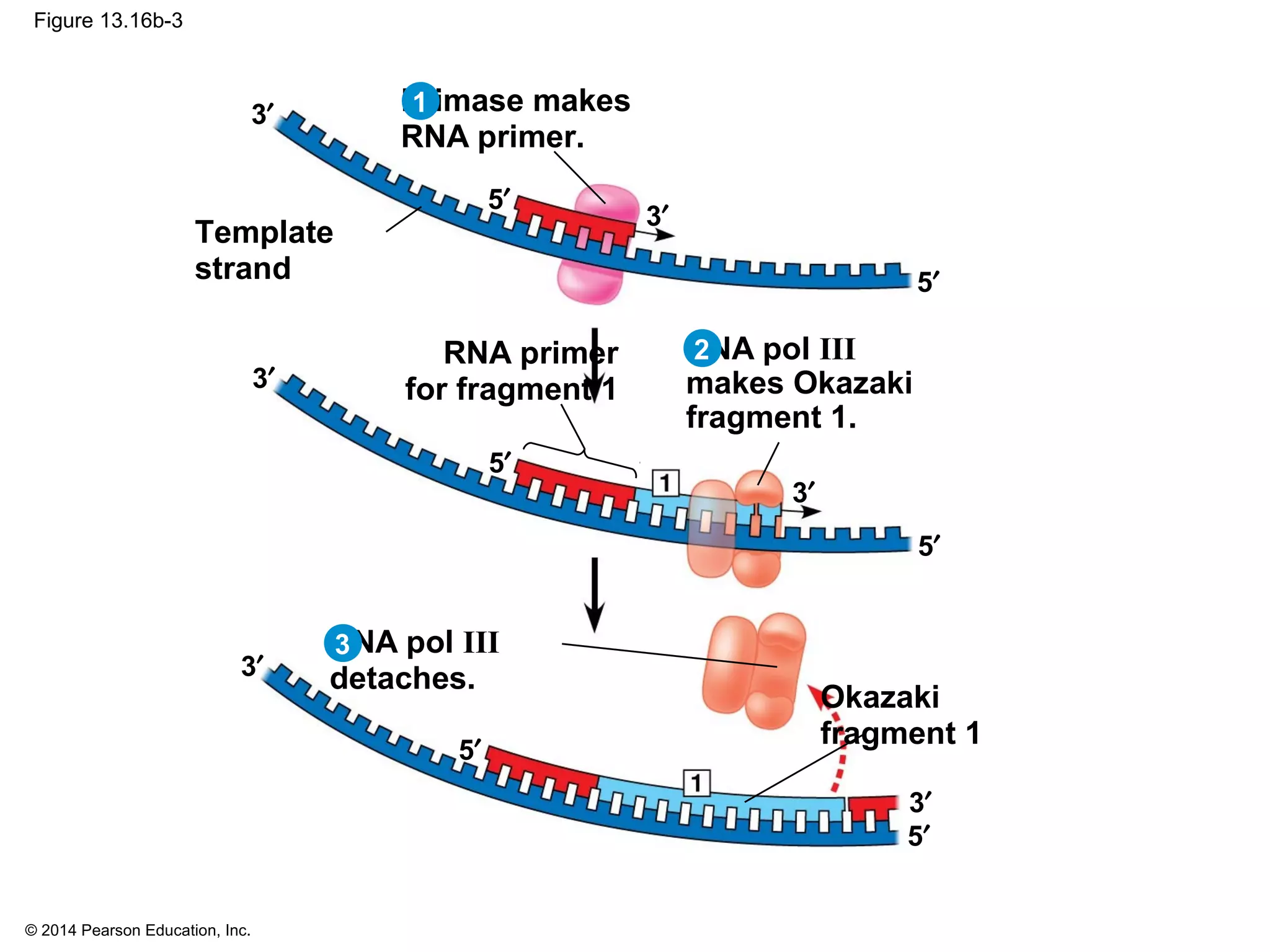 © 2014 Pearson Education, Inc.
Figure 13.16b-3
5′
3′
5′
3′ Primase makes
RNA primer.
RNA primer
for fragment 1
Template
strand
Okazaki
fragment 1
DNA pol III
makes Okazaki
fragment 1.
DNA pol III
detaches.
5′
3′
5′
3′
5′
3′
5′
3′
1
2
3
 