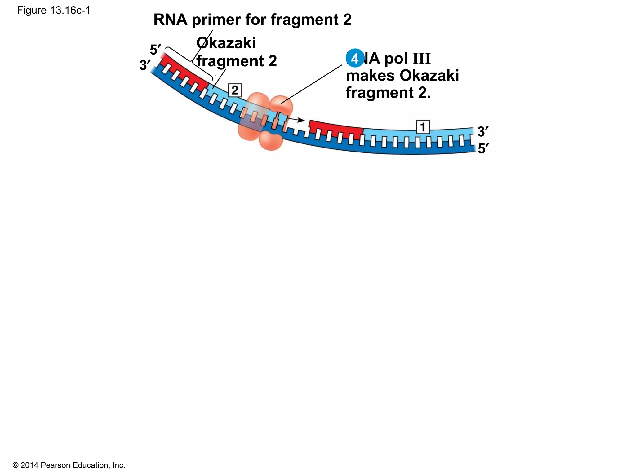 © 2014 Pearson Education, Inc.
Figure 13.16c-1
RNA primer for fragment 2
Okazaki
fragment 2 DNA pol III
makes Okazaki
fragment 2.
5′
3′
5′
3′ 4
 
