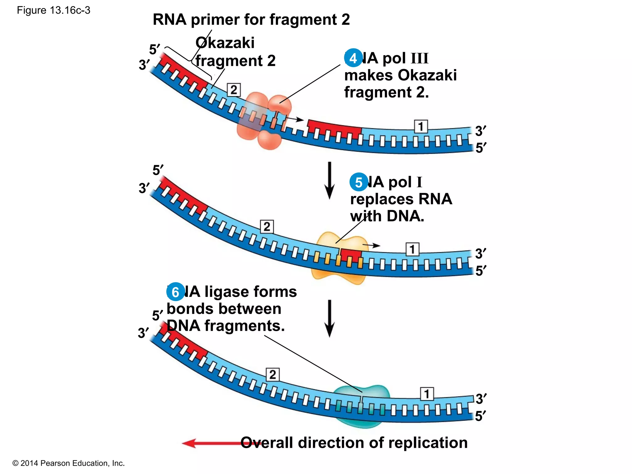 © 2014 Pearson Education, Inc.
Figure 13.16c-3
RNA primer for fragment 2
Okazaki
fragment 2 DNA pol III
makes Okazaki
fragment 2.
Overall direction of replication
DNA pol I
replaces RNA
with DNA.
DNA ligase forms
bonds between
DNA fragments.
5′
3′
5′
3′
5′
3′
5′
3′
5′
3′
5′
3′ 4
6
5
 