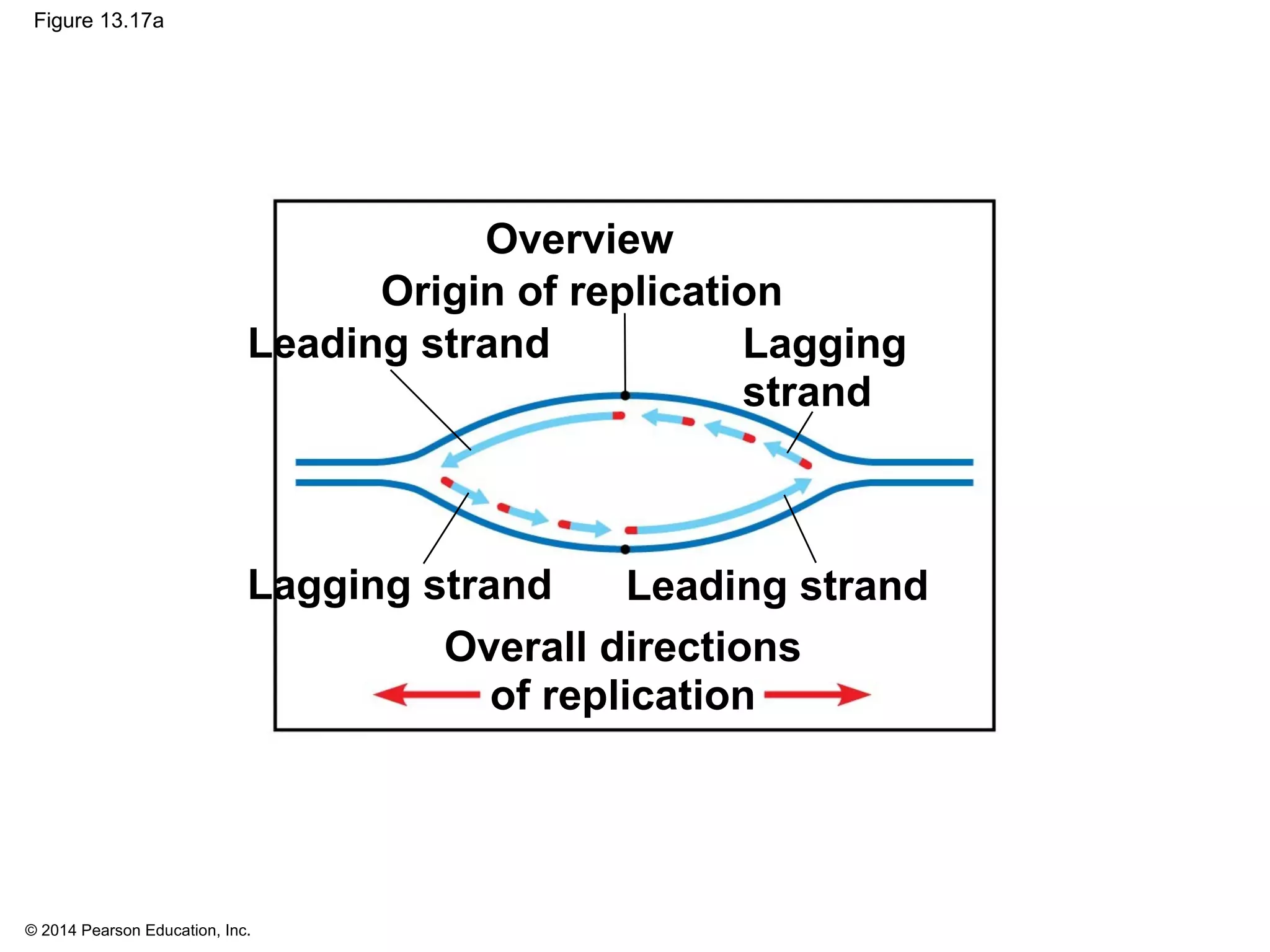 © 2014 Pearson Education, Inc.
Figure 13.17a
Origin of replication
Lagging strand
Lagging
strand
Overall directions
of replication
Leading strand
Leading strand
Overview
 