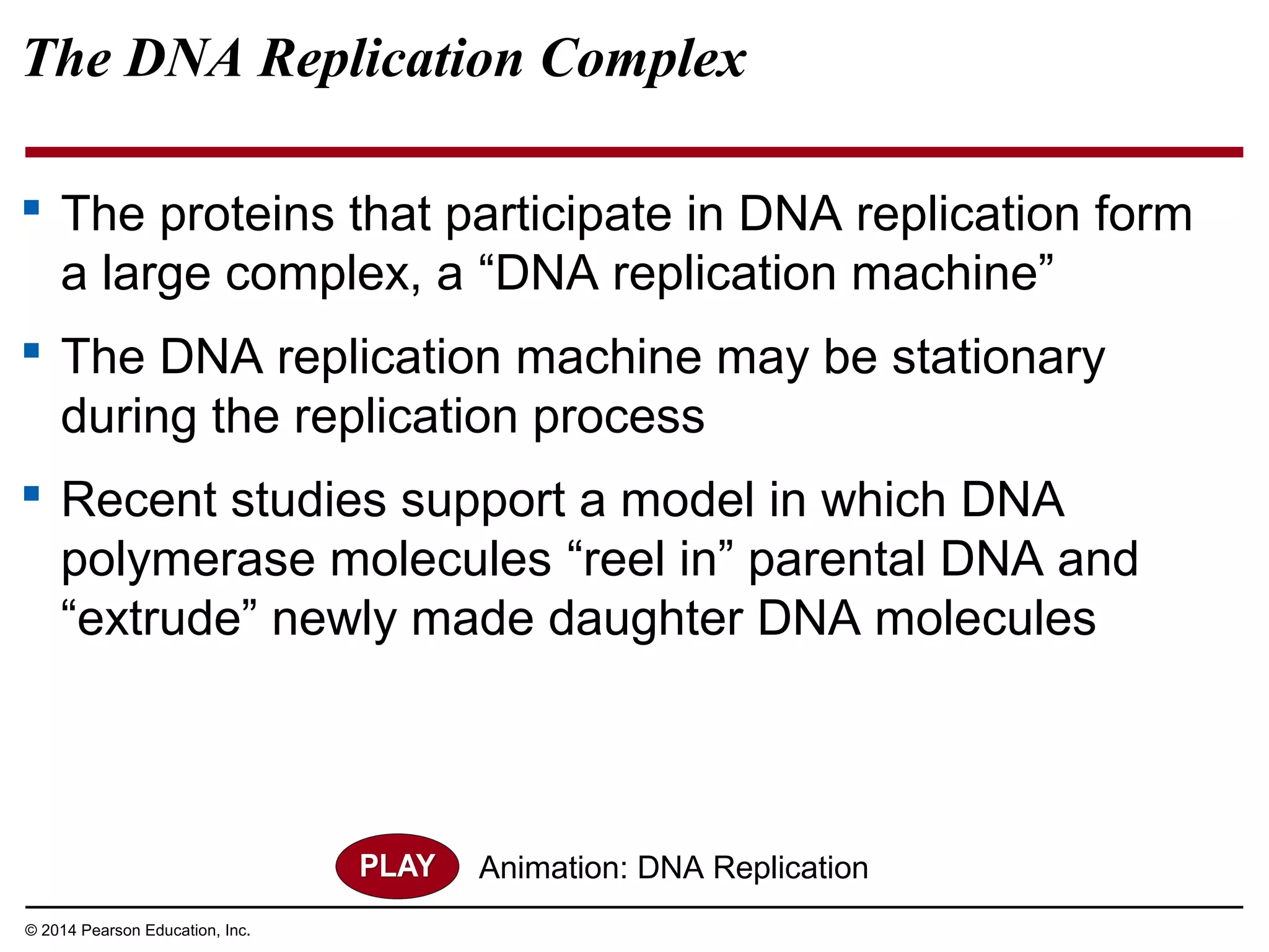 © 2014 Pearson Education, Inc.
The DNA Replication Complex
 The proteins that participate in DNA replication form
a large complex, a “DNA replication machine”
 The DNA replication machine may be stationary
during the replication process
 Recent studies support a model in which DNA
polymerase molecules “reel in” parental DNA and
“extrude” newly made daughter DNA molecules
Animation: DNA Replication
 