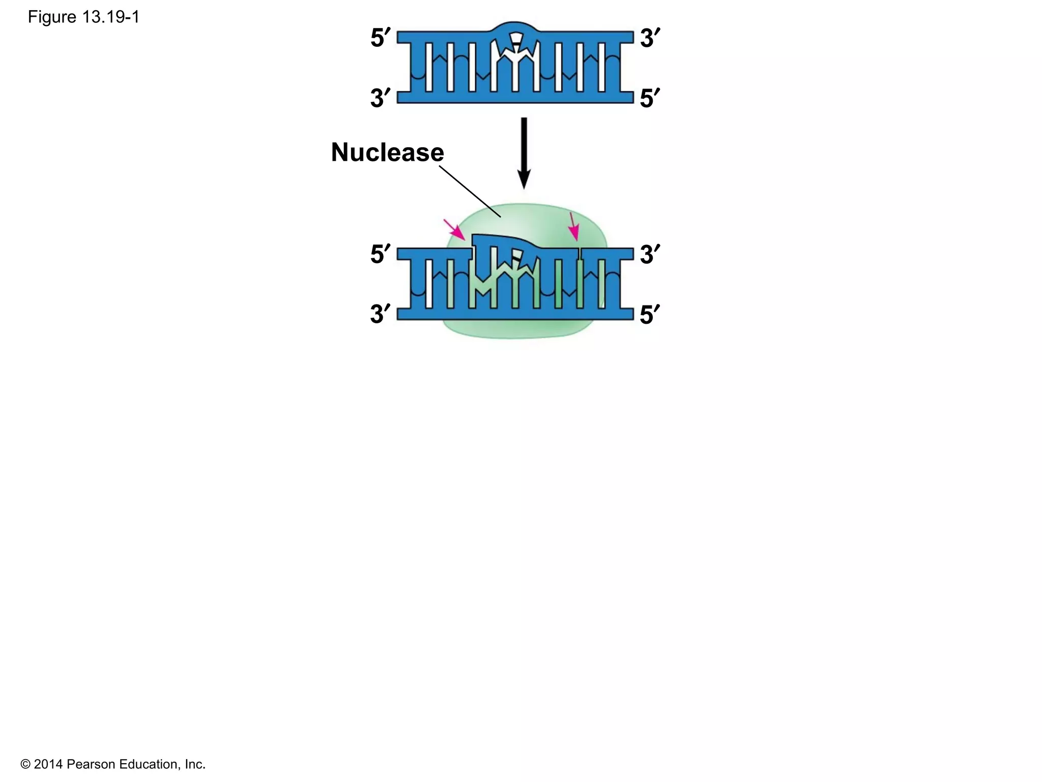 © 2014 Pearson Education, Inc.
Figure 13.19-1
3′
5′
Nuclease
3′
5′
3′
5′ 3′
5′
 