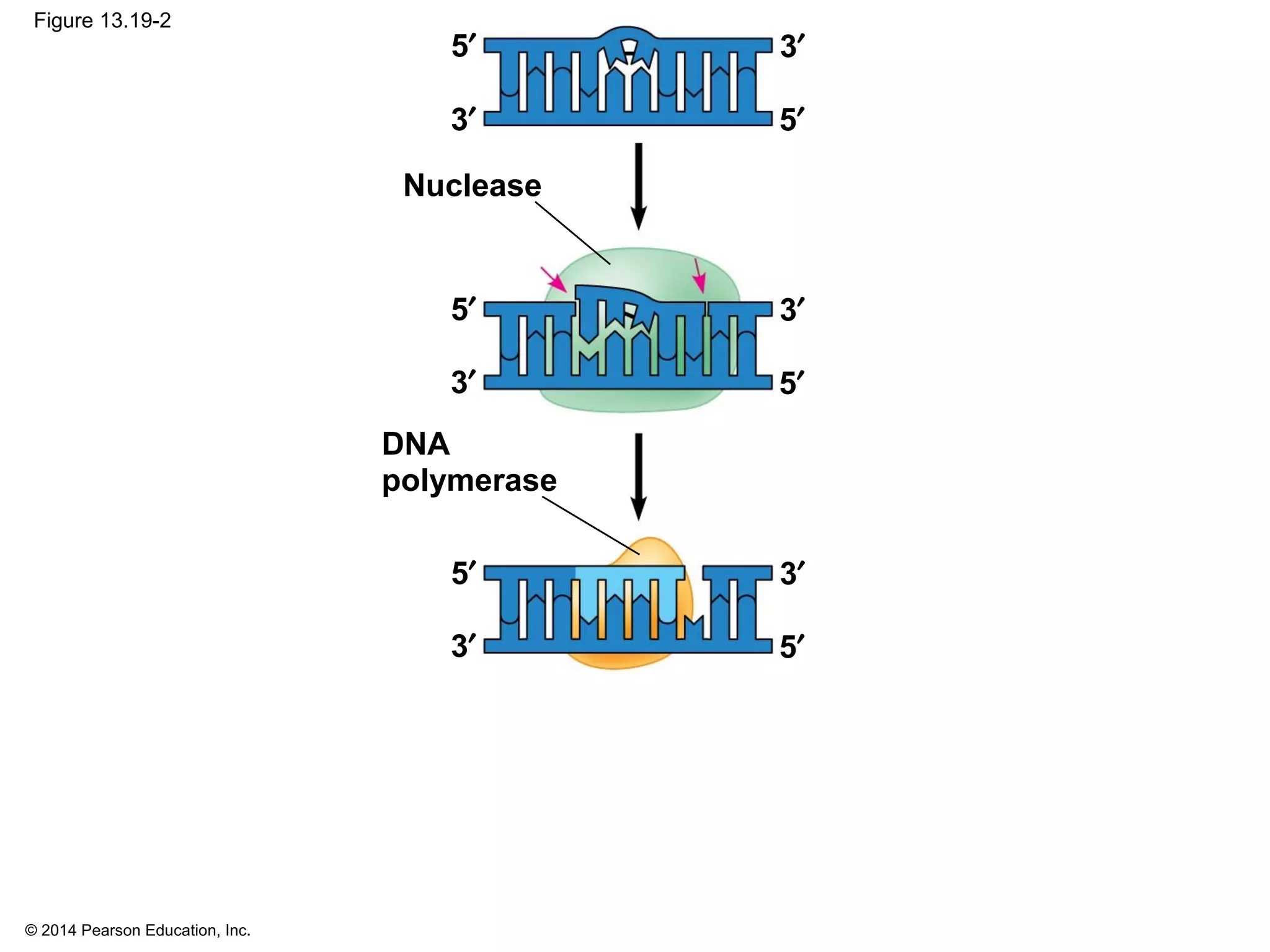 © 2014 Pearson Education, Inc.
Figure 13.19-2
3′
5′
Nuclease
3′
5′
3′
5′
DNA
polymerase
3′
5′
3′
5′ 3′
5′
 
