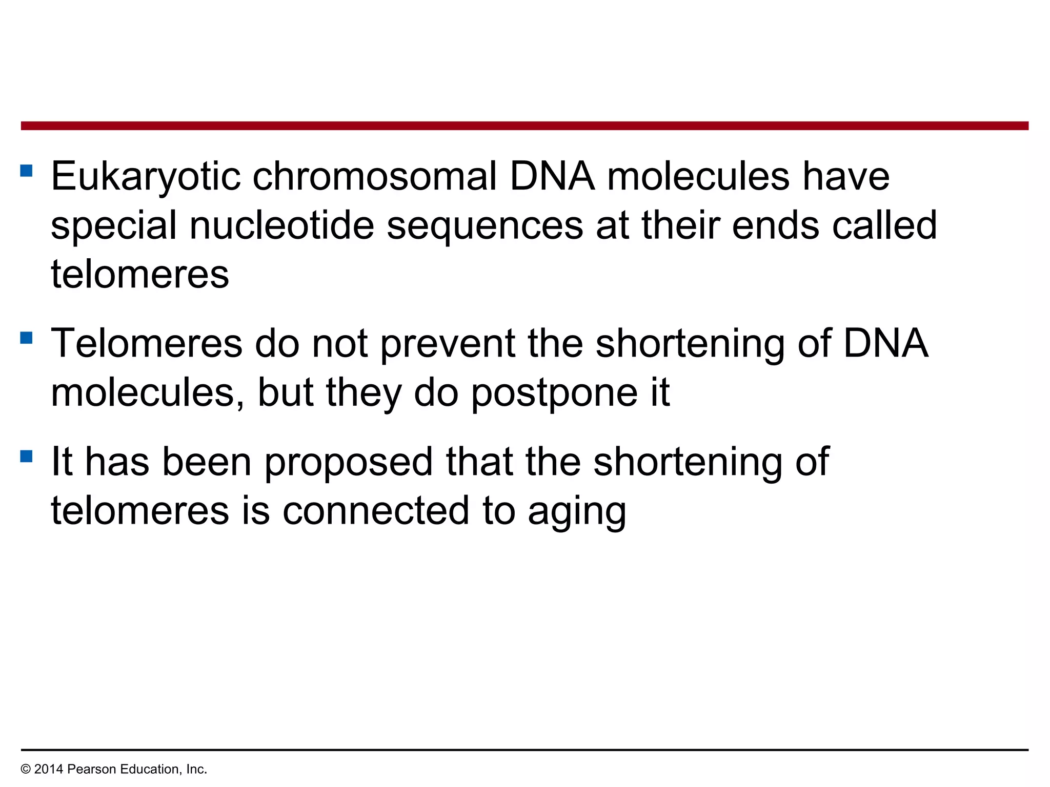 © 2014 Pearson Education, Inc.
 Eukaryotic chromosomal DNA molecules have
special nucleotide sequences at their ends called
telomeres
 Telomeres do not prevent the shortening of DNA
molecules, but they do postpone it
 It has been proposed that the shortening of
telomeres is connected to aging
 