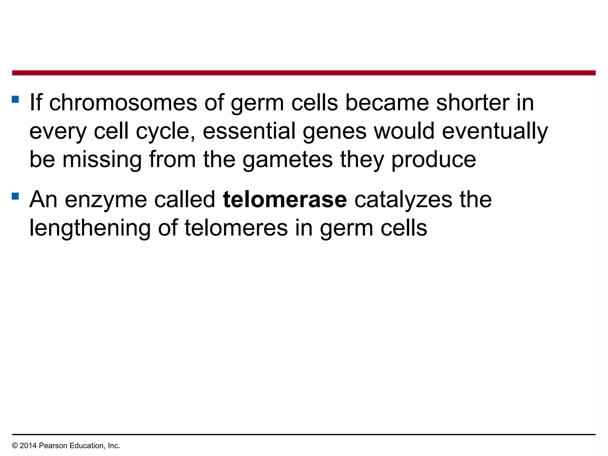 © 2014 Pearson Education, Inc.
 If chromosomes of germ cells became shorter in
every cell cycle, essential genes would eventually
be missing from the gametes they produce
 An enzyme called telomerase catalyzes the
lengthening of telomeres in germ cells
 