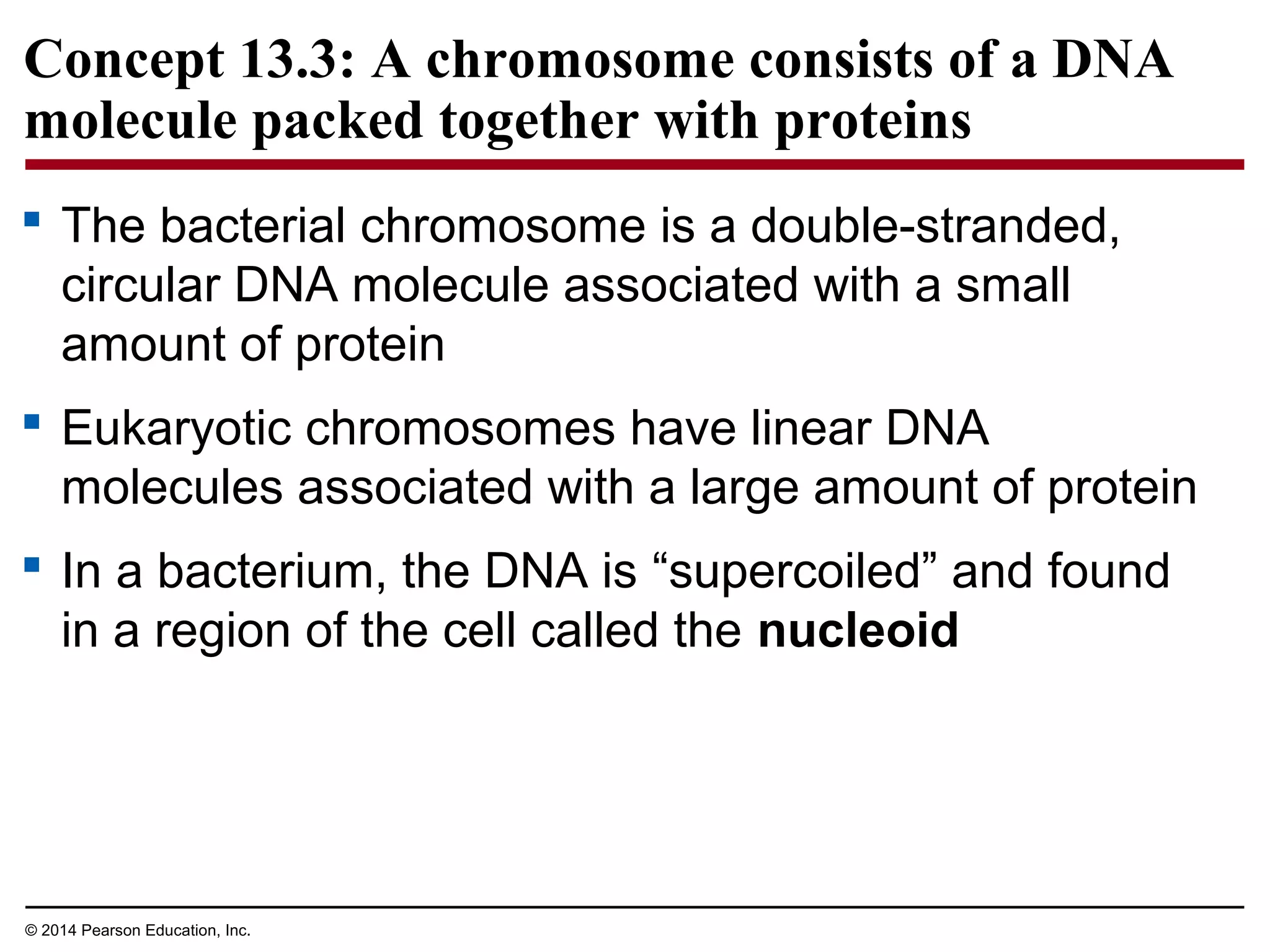 © 2014 Pearson Education, Inc.
Concept 13.3: A chromosome consists of a DNA
molecule packed together with proteins
 The bacterial chromosome is a double-stranded,
circular DNA molecule associated with a small
amount of protein
 Eukaryotic chromosomes have linear DNA
molecules associated with a large amount of protein
 In a bacterium, the DNA is “supercoiled” and found
in a region of the cell called the nucleoid
 