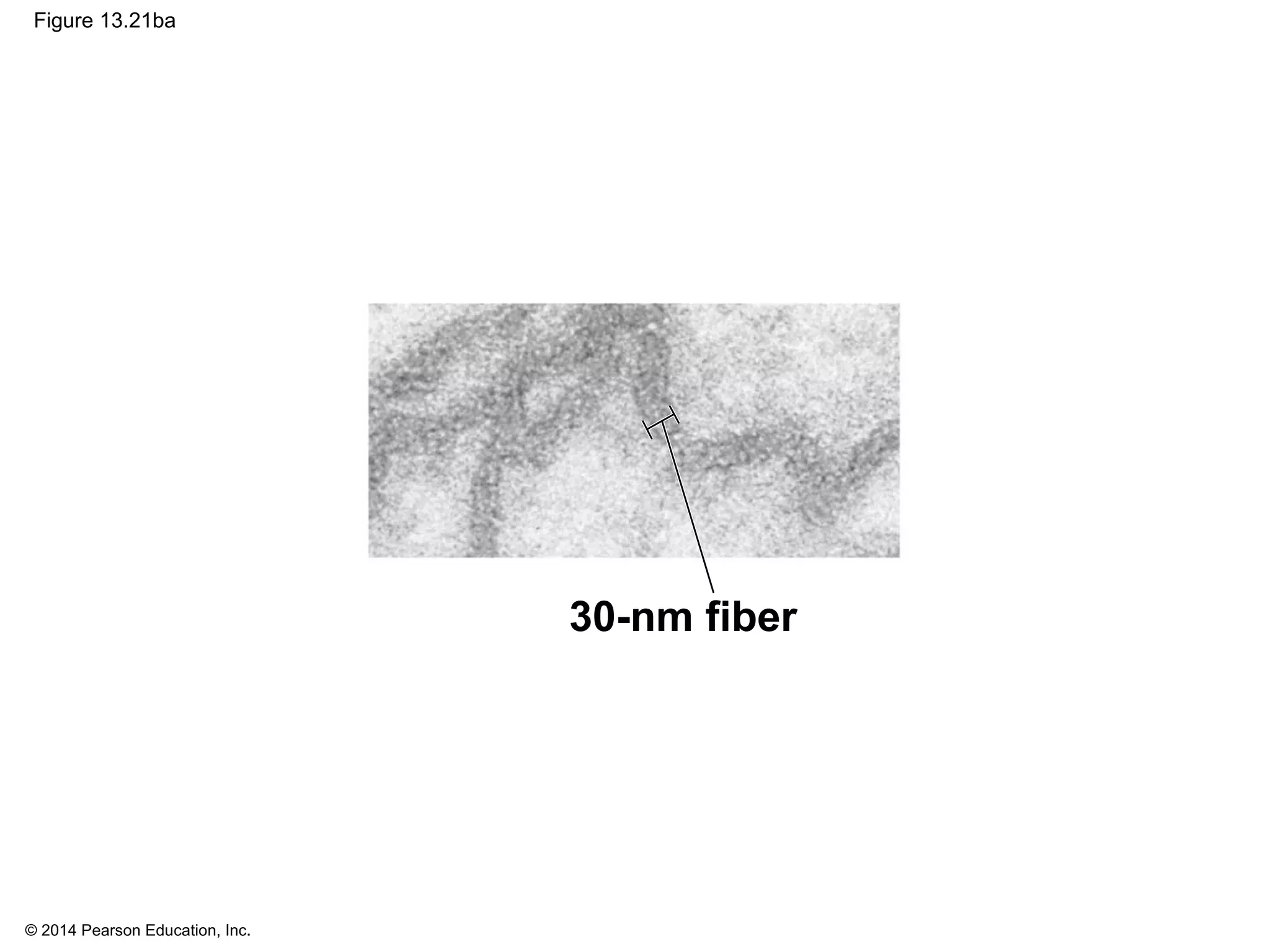 © 2014 Pearson Education, Inc.
Figure 13.21ba
30-nm fiber
 