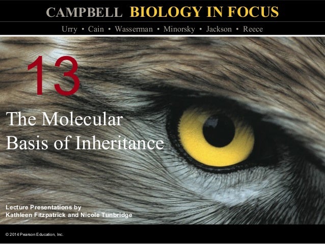 Biology In Focus Chapter 13