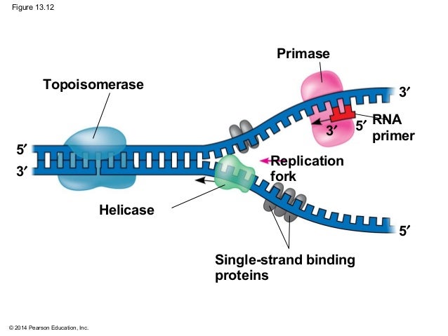 Biology in Focus - Chapter 13