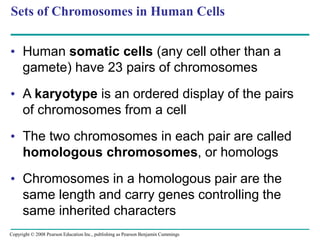 Sets of Chromosomes in Human Cells
• Human somatic cells (any cell other than a
gamete) have 23 pairs of chromosomes
• A karyotype is an ordered display of the pairs
of chromosomes from a cell
• The two chromosomes in each pair are called
homologous chromosomes, or homologs
• Chromosomes in a homologous pair are the
same length and carry genes controlling the
same inherited characters
Copyright © 2008 Pearson Education Inc., publishing as Pearson Benjamin Cummings
 