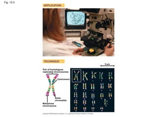 Fig. 13-3
APPLICATION
TECHNIQUE
Pair of homologous
replicated chromosomes
5 µm
Centromere
Sister
chromatids
Metaphase
chromosome
 