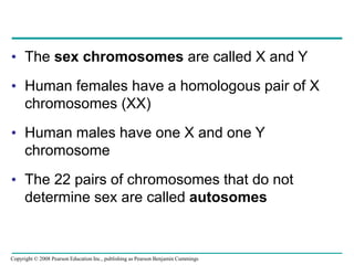 • The sex chromosomes are called X and Y
• Human females have a homologous pair of X
chromosomes (XX)
• Human males have one X and one Y
chromosome
• The 22 pairs of chromosomes that do not
determine sex are called autosomes
Copyright © 2008 Pearson Education Inc., publishing as Pearson Benjamin Cummings
 
