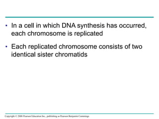 • In a cell in which DNA synthesis has occurred,
each chromosome is replicated
• Each replicated chromosome consists of two
identical sister chromatids
Copyright © 2008 Pearson Education Inc., publishing as Pearson Benjamin Cummings
 