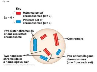 Fig. 13-4
Key
Maternal set of
chromosomes (n = 3)
Paternal set of
chromosomes (n = 3)
2n = 6
Centromere
Two sister chromatids
of one replicated
chromosome
Two nonsister
chromatids in
a homologous pair
Pair of homologous
chromosomes
(one from each set)
 