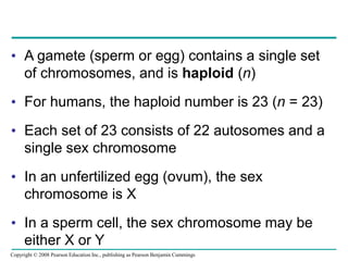• A gamete (sperm or egg) contains a single set
of chromosomes, and is haploid (n)
• For humans, the haploid number is 23 (n = 23)
• Each set of 23 consists of 22 autosomes and a
single sex chromosome
• In an unfertilized egg (ovum), the sex
chromosome is X
• In a sperm cell, the sex chromosome may be
either X or Y
Copyright © 2008 Pearson Education Inc., publishing as Pearson Benjamin Cummings
 