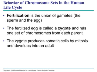 • Fertilization is the union of gametes (the
sperm and the egg)
• The fertilized egg is called a zygote and has
one set of chromosomes from each parent
• The zygote produces somatic cells by mitosis
and develops into an adult
Behavior of Chromosome Sets in the Human
Life Cycle
Copyright © 2008 Pearson Education Inc., publishing as Pearson Benjamin Cummings
 
