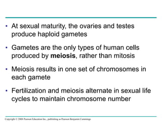 • At sexual maturity, the ovaries and testes
produce haploid gametes
• Gametes are the only types of human cells
produced by meiosis, rather than mitosis
• Meiosis results in one set of chromosomes in
each gamete
• Fertilization and meiosis alternate in sexual life
cycles to maintain chromosome number
Copyright © 2008 Pearson Education Inc., publishing as Pearson Benjamin Cummings
 