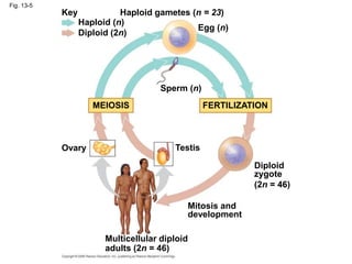 Fig. 13-5
Key
Haploid (n)
Diploid (2n)
Haploid gametes (n = 23)
Egg (n)
Sperm (n)
MEIOSIS FERTILIZATION
Ovary Testis
Diploid
zygote
(2n = 46)
Mitosis and
development
Multicellular diploid
adults (2n = 46)
 