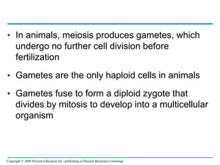 • In animals, meiosis produces gametes, which
undergo no further cell division before
fertilization
• Gametes are the only haploid cells in animals
• Gametes fuse to form a diploid zygote that
divides by mitosis to develop into a multicellular
organism
Copyright © 2008 Pearson Education Inc., publishing as Pearson Benjamin Cummings
 
