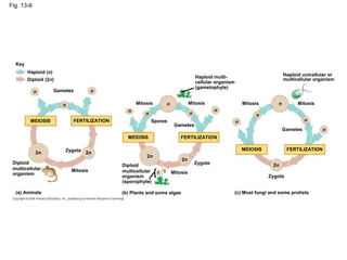 Fig. 13-6
Key
Haploid (n)
Diploid (2n)
n n
Gametes
n
n
n
Mitosis
MEIOSIS FERTILIZATION
MEIOSIS
2n 2n
Zygote
2n
Mitosis
Diploid
multicellular
organism
(a) Animals
Spores
Diploid
multicellular
organism
(sporophyte)
(b) Plants and some algae
2n
Mitosis
Gametes
Mitosis
n
n
n
Zygote
FERTILIZATION
n
n
n
Mitosis
Zygote
(c) Most fungi and some protists
MEIOSIS FERTILIZATION
2n
Gametes
n
n
Mitosis
Haploid multi-
cellular organism
(gametophyte)
Haploid unicellular or
multicellular organism
 