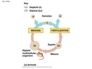 Fig. 13-6a
Key
Haploid (n)
Diploid (2n)
Gametes
n
n
n
2n 2n
Zygote
MEIOSIS FERTILIZATION
Mitosis
Diploid
multicellular
organism
(a) Animals
 