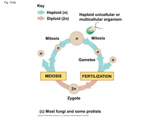 Fig. 13-6c
Key
Haploid (n)
Diploid (2n)
Mitosis Mitosis
Gametes
Zygote
Haploid unicellular or
multicellular organism
MEIOSIS FERTILIZATION
n
n
n n
n
2n
(c) Most fungi and some protists
 
