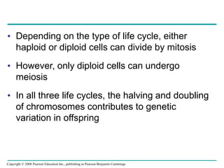 • Depending on the type of life cycle, either
haploid or diploid cells can divide by mitosis
• However, only diploid cells can undergo
meiosis
• In all three life cycles, the halving and doubling
of chromosomes contributes to genetic
variation in offspring
Copyright © 2008 Pearson Education Inc., publishing as Pearson Benjamin Cummings
 