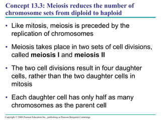 Concept 13.3: Meiosis reduces the number of
chromosome sets from diploid to haploid
• Like mitosis, meiosis is preceded by the
replication of chromosomes
• Meiosis takes place in two sets of cell divisions,
called meiosis I and meiosis II
• The two cell divisions result in four daughter
cells, rather than the two daughter cells in
mitosis
• Each daughter cell has only half as many
chromosomes as the parent cell
Copyright © 2008 Pearson Education Inc., publishing as Pearson Benjamin Cummings
 
