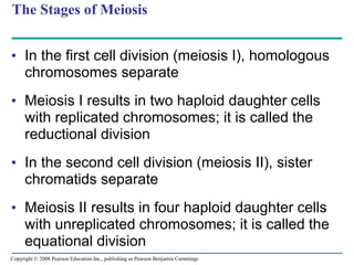 The Stages of Meiosis
• In the first cell division (meiosis I), homologous
chromosomes separate
• Meiosis I results in two haploid daughter cells
with replicated chromosomes; it is called the
reductional division
• In the second cell division (meiosis II), sister
chromatids separate
• Meiosis II results in four haploid daughter cells
with unreplicated chromosomes; it is called the
equational division
Copyright © 2008 Pearson Education Inc., publishing as Pearson Benjamin Cummings
 