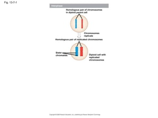 Fig. 13-7-1
Interphase
Homologous pair of chromosomes
in diploid parent cell
Chromosomes
replicate
Homologous pair of replicated chromosomes
Sister
chromatids Diploid cell with
replicated
chromosomes
 