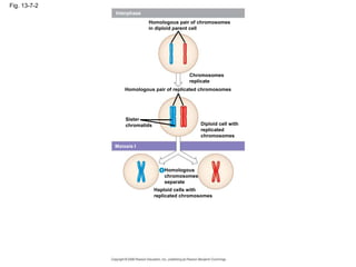Fig. 13-7-2
Interphase
Homologous pair of chromosomes
in diploid parent cell
Chromosomes
replicate
Homologous pair of replicated chromosomes
Sister
chromatids Diploid cell with
replicated
chromosomes
Meiosis I
Homologous
chromosomes
separate
1
Haploid cells with
replicated chromosomes
 