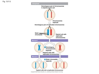 Fig. 13-7-3
Interphase
Homologous pair of chromosomes
in diploid parent cell
Chromosomes
replicate
Homologous pair of replicated chromosomes
Sister
chromatids Diploid cell with
replicated
chromosomes
Meiosis I
Homologous
chromosomes
separate
1
Haploid cells with
replicated chromosomes
Meiosis II
2 Sister chromatids
separate
Haploid cells with unreplicated chromosomes
 
