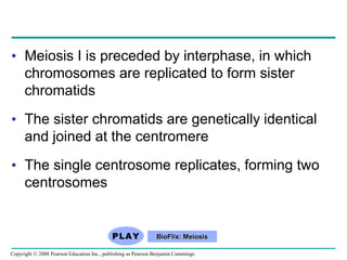 • Meiosis I is preceded by interphase, in which
chromosomes are replicated to form sister
chromatids
• The sister chromatids are genetically identical
and joined at the centromere
• The single centrosome replicates, forming two
centrosomes
BioFlix: Meiosis
Copyright © 2008 Pearson Education Inc., publishing as Pearson Benjamin Cummings
 