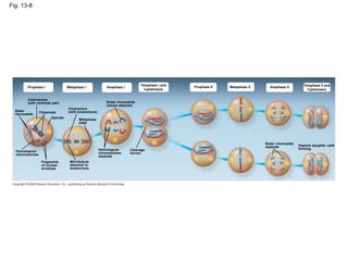 Fig. 13-8
Prophase I Metaphase I Anaphase I
Telophase I and
Cytokinesis
Prophase II Metaphase II Anaphase II Telophase II and
Cytokinesis
Centrosome
(with centriole pair)
Sister
chromatids
Chiasmata
Spindle
Homologous
chromosomes
Fragments
of nuclear
envelope
Centromere
(with kinetochore)
Metaphase
plate
Microtubule
attached to
kinetochore
Sister chromatids
remain attached
Homologous
chromosomes
separate
Cleavage
furrow
Sister chromatids
separate Haploid daughter cells
forming
 