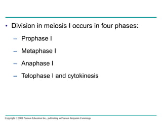 • Division in meiosis I occurs in four phases:
– Prophase I
– Metaphase I
– Anaphase I
– Telophase I and cytokinesis
Copyright © 2008 Pearson Education Inc., publishing as Pearson Benjamin Cummings
 