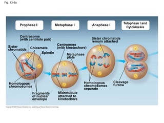 Metaphase I
Fig. 13-8a
Prophase I Anaphase I
Telophase I and
Cytokinesis
Centrosome
(with centriole pair)
Sister
chromatids Chiasmata
Spindle
Homologous
chromosomes
Fragments
of nuclear
envelope
Centromere
(with kinetochore)
Metaphase
plate
Microtubule
attached to
kinetochore
Sister chromatids
remain attached
Homologous
chromosomes
separate
Cleavage
furrow
 