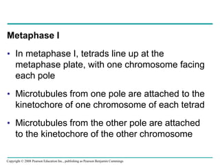 Metaphase I
• In metaphase I, tetrads line up at the
metaphase plate, with one chromosome facing
each pole
• Microtubules from one pole are attached to the
kinetochore of one chromosome of each tetrad
• Microtubules from the other pole are attached
to the kinetochore of the other chromosome
Copyright © 2008 Pearson Education Inc., publishing as Pearson Benjamin Cummings
 
