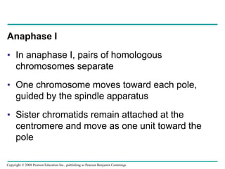Anaphase I
• In anaphase I, pairs of homologous
chromosomes separate
• One chromosome moves toward each pole,
guided by the spindle apparatus
• Sister chromatids remain attached at the
centromere and move as one unit toward the
pole
Copyright © 2008 Pearson Education Inc., publishing as Pearson Benjamin Cummings
 