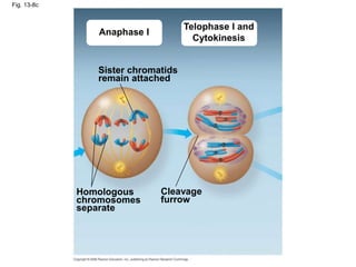 Fig. 13-8c
Anaphase I
Telophase I and
Cytokinesis
Sister chromatids
remain attached
Homologous
chromosomes
separate
Cleavage
furrow
 