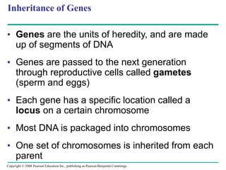 Inheritance of Genes
• Genes are the units of heredity, and are made
up of segments of DNA
• Genes are passed to the next generation
through reproductive cells called gametes
(sperm and eggs)
• Each gene has a specific location called a
locus on a certain chromosome
• Most DNA is packaged into chromosomes
• One set of chromosomes is inherited from each
parent
Copyright © 2008 Pearson Education Inc., publishing as Pearson Benjamin Cummings
 