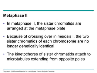 Metaphase II
• In metaphase II, the sister chromatids are
arranged at the metaphase plate
• Because of crossing over in meiosis I, the two
sister chromatids of each chromosome are no
longer genetically identical
• The kinetochores of sister chromatids attach to
microtubules extending from opposite poles
Copyright © 2008 Pearson Education Inc., publishing as Pearson Benjamin Cummings
 
