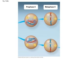Fig. 13-8e
Prophase II Metaphase II
 